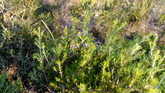 Calectasia narragara