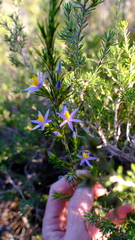 Calectasia narragara
