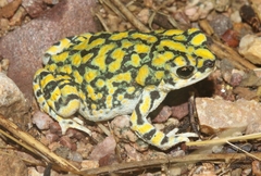 Anaxyrus retiformis