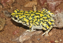 Anaxyrus retiformis