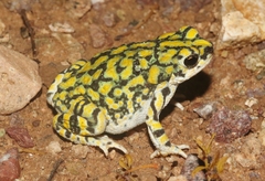 Anaxyrus retiformis