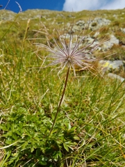 Pulsatilla alpina