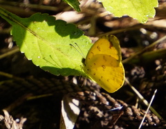 Eurema floricola