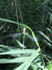Chalcolestes viridis