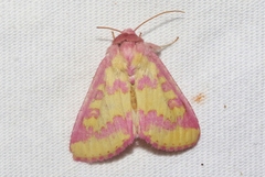 Psectrotarsia suavis