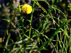 Acacia stenoptera