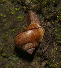 Cyclophorus punctatus