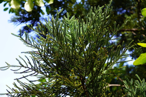 Araucaria cunninghamii image