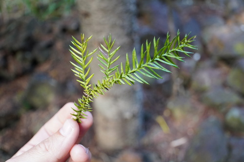 Araucariaceae image