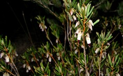 Conostephium pendulum