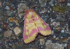 Psectrotarsia suavis