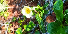 Dryas oxyodonta