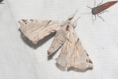 Apatelodes pudefacta