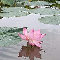 Nelumbo nucifera