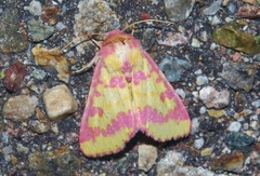 Psectrotarsia suavis