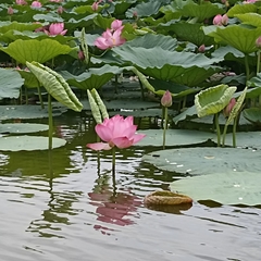 Nelumbo nucifera