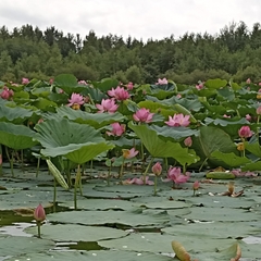 Nelumbo nucifera