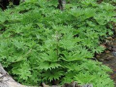 Petasites tatewakianus