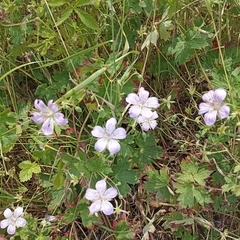 Geranium