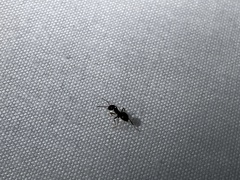 Lasius niger