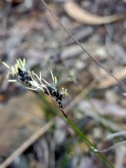 Schoenus ericetorum