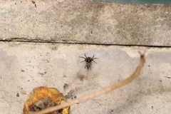 Textrix denticulata