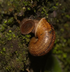 Cyclophorus punctatus