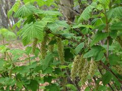 Ribes mandshuricum