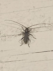 Geropa concolor