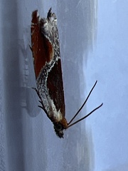Ancylis unculana