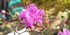 Rhododendron parvifolium