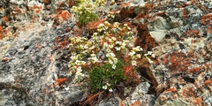 Draba fladnizensis