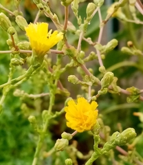 Lactuca sativa