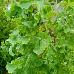 Lactuca sativa