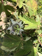 Passiflora bryonioides