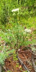 Phlojodicarpus villosus