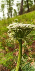Phlojodicarpus villosus