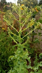 Lactuca sativa