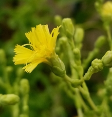 Lactuca sativa