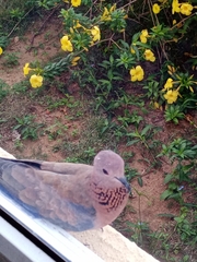 Streptopelia senegalensis