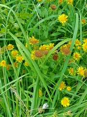 Pentanema britannica