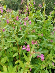 Impatiens glandulifera