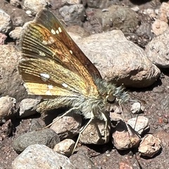 Piruna polingii