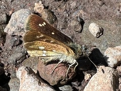Piruna polingii