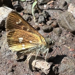 Piruna polingii