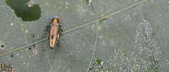 Agrilus chujoi