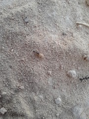 Tetramorium forte