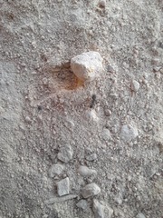 Tetramorium forte