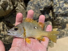 Star Snapper photo 3