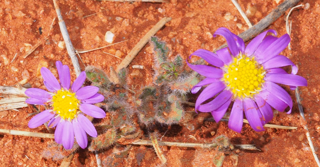 Calotis inermis